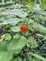 Alkekengi officinarum