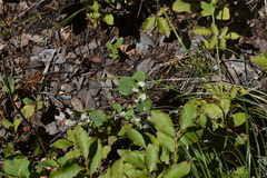 Blaesodiplosis