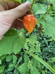Alkekengi officinarum