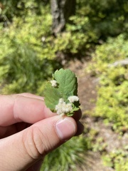 Blaesodiplosis