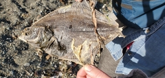 Platichthys stellatus