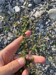 Atriplex littoralis