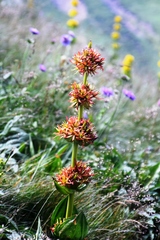 Gentiana lutea — photo 3