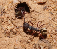 Camponotus suffusus