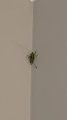 Conocephalus brevipennis
