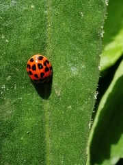 Harmonia axyridis