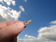 Sphingonotus caerulans