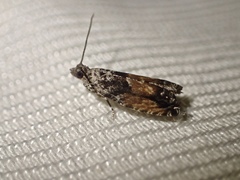 Epinotia nisella