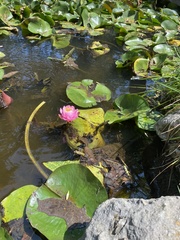 Nymphaea odorata