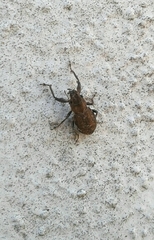 Pantomorus cervinus