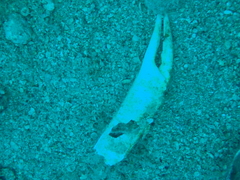 Pleocyemata