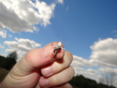 Sphingonotus caerulans
