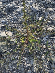 Atriplex littoralis