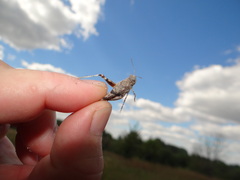 Sphingonotus caerulans