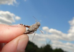 Sphingonotus caerulans