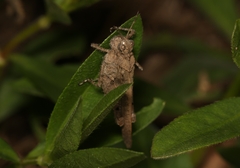 Trilophidia annulata