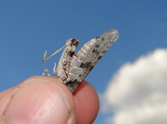 Sphingonotus caerulans
