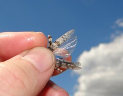 Sphingonotus caerulans