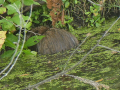 Ondatra zibethicus zibethicus