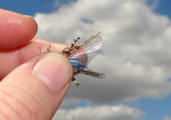 Sphingonotus caerulans