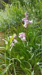 Hyacinthoides non-scripta