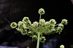 Angelica wheeleri