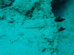 Gobius geniporus