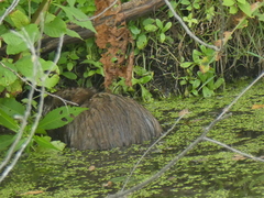 Ondatra zibethicus zibethicus