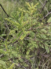 Eysenhardtia polystachya