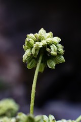 Angelica wheeleri