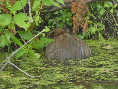 Ondatra zibethicus zibethicus