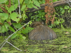 Ondatra zibethicus zibethicus