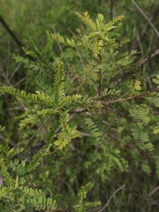 Eysenhardtia polystachya