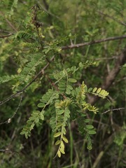 Eysenhardtia polystachya