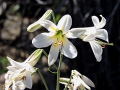 Lilium washingtonianum
