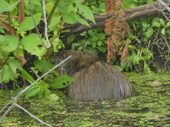 Ondatra zibethicus zibethicus