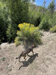 Ericameria nauseosa salicifolia