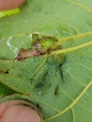 Dasineura communis