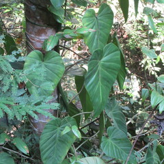 Philodendron