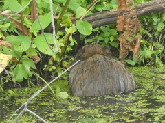 Ondatra zibethicus zibethicus