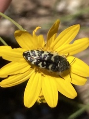 Acmaeodera decipiens