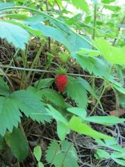 Fragaria vesca americana