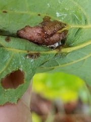 Dasineura communis