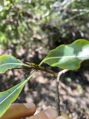 Pittosporum eugenioides