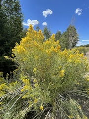 Ericameria nauseosa salicifolia
