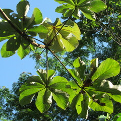 Cecropia