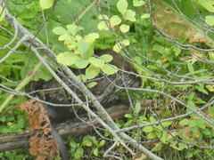 Ondatra zibethicus zibethicus