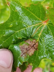 Dasineura communis
