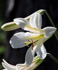 Lilium washingtonianum