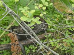 Ondatra zibethicus zibethicus